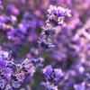 close-up-lavender-100x100