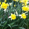 daffodils_small